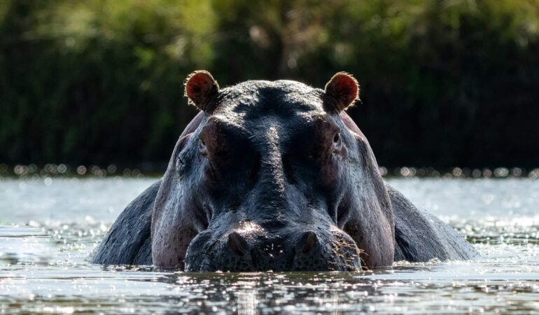 4 Days Amboseli Lake Naivasha Lake Nakuru Safari Experience Journey