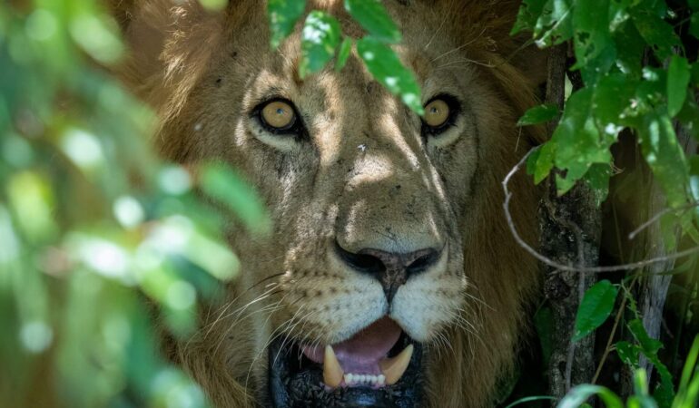 3 Days Amboseli Tsavo East Safari Wildlife Adventure Experience Journey