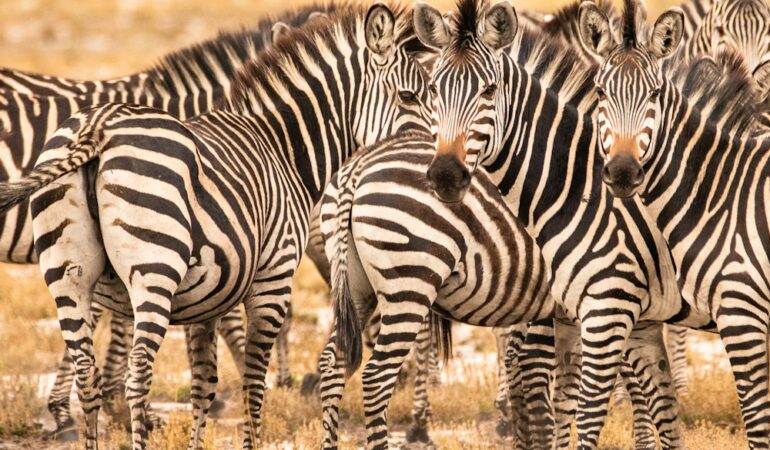 3 Days Tsavo East Tsavo West Safari Wildlife Adventure Experience Journey