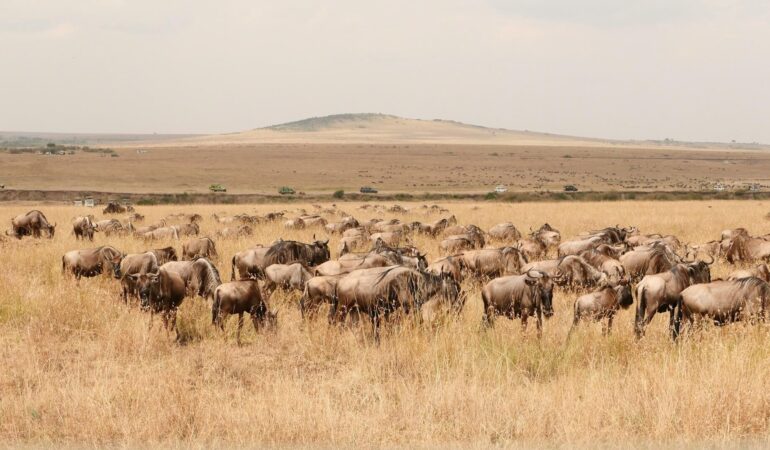 Big Five Safaris: Tracking Africa’s Iconic Wildlife
