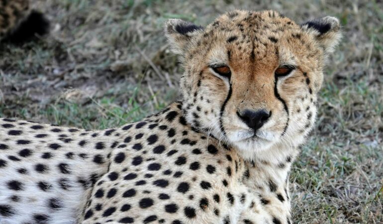 6 Days Masai Mara Serengeti Ngorongoro Tarangire Lake Manyara Safari Journey Experience