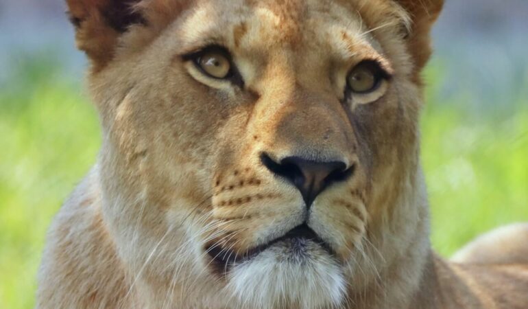 5 Days Serengeti Ngorongoro Tarangire Lake Manyara Tanzania Safari Journey