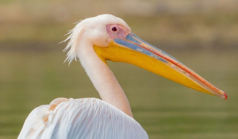 5 Days Samburu Ol Pejeta Lake Nakuru Naivasha Safari Experience Journey
