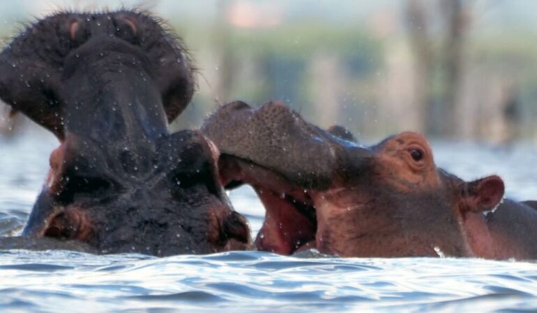 5 Days Masai Mara Lake Nakuru Naivasha Amboseli Safari Experience Journey
