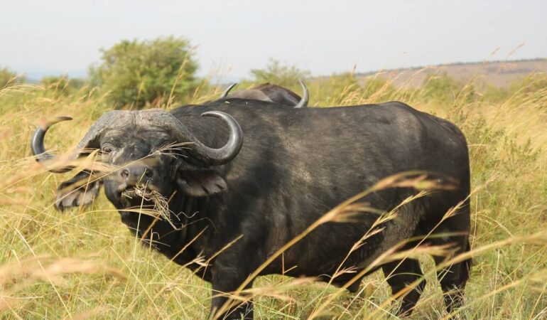 4 Days Samburu Ol Pejeta Lake Nakuru Wildlife Safari Experience Circuit